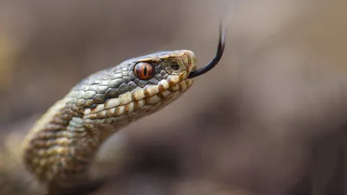 Гадюка Фото змея с оранжевыми глазами