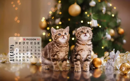 Декабрь Обои на телефон два котенка перед елкой