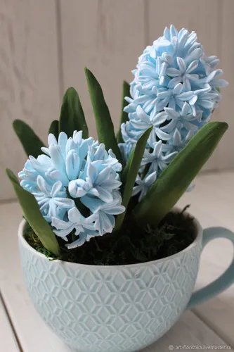 Гиацинт Фото растение в горшке с голубыми цветами
