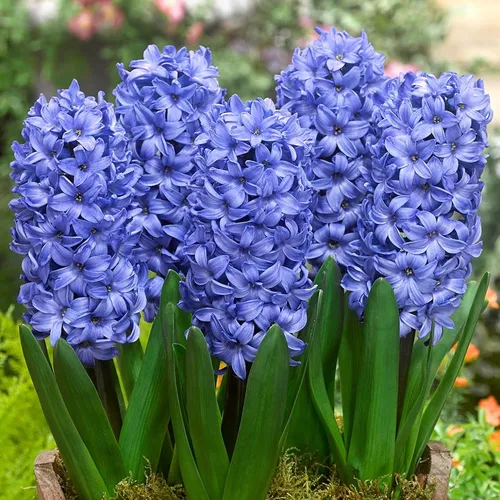 Гиацинт Фото группа синих цветов