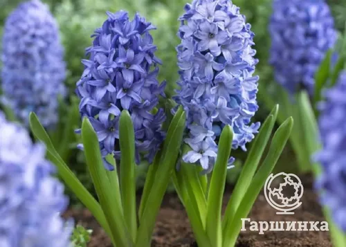 Гиацинт Фото синие цветы крупным планом