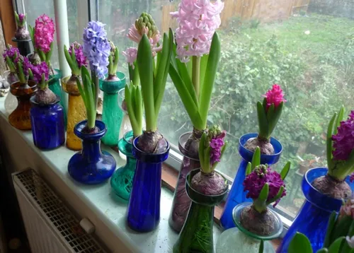 Гиацинт Фото группа ваз наполнена цветами