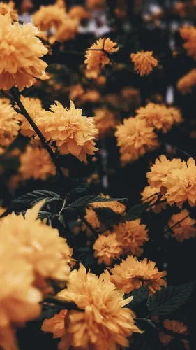 Желтые Цветы Обои на телефон крупный план некоторых цветов