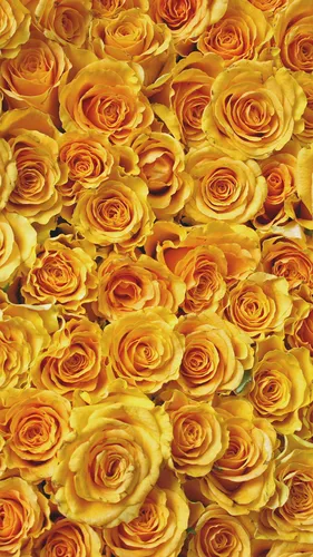 Желтые Цветы Обои на телефон большая группа роз