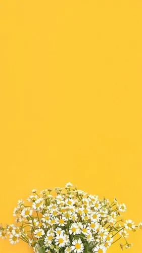 Желтые Цветы Обои на телефон поле цветов