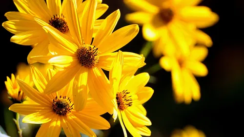 Желтые Цветы Обои на телефон фотография