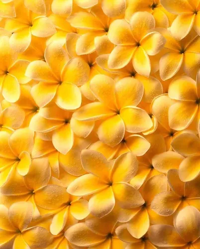 Желтые Цветы Обои на телефон желтые цветы крупным планом