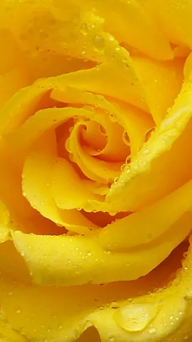 Желтые Цветы Обои на телефон фото на Samsung