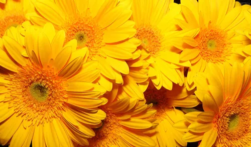 Желтые Цветы Обои на телефон эстетика