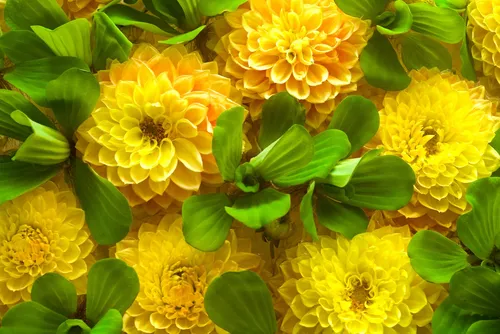 Желтые Цветы Обои на телефон картинки