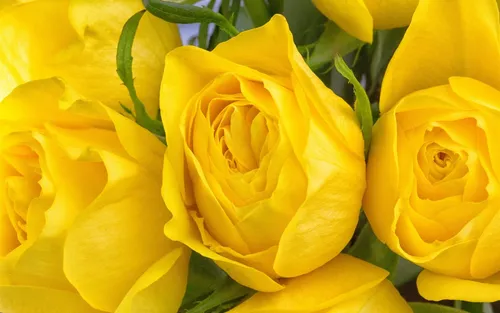 Желтые Цветы Обои на телефон группа желтых роз