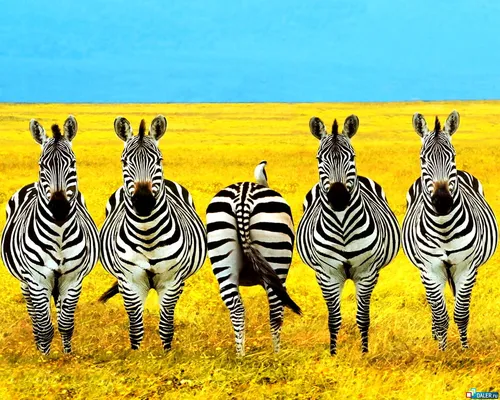 Зебра Обои на телефон группа зебр, стоящих в поле