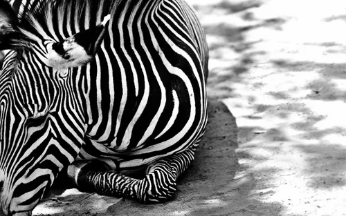 Зебра Обои на телефон зебра, лежащая на земле