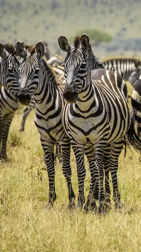 Зебра Обои на телефон группа зебр стоит в поле