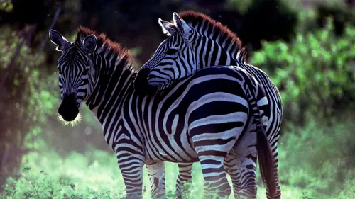 Зебра Обои на телефон пара зебр стоит в травянистом поле