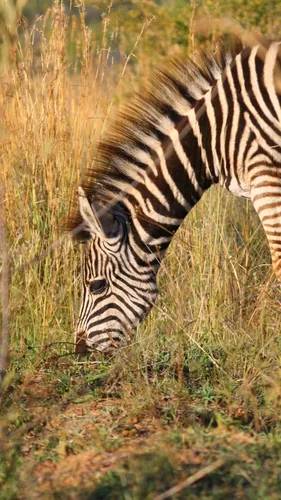 Зебра Обои на телефон зебра ест траву