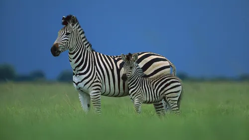 Зебра Обои на телефон зебра и ее детеныш в поле