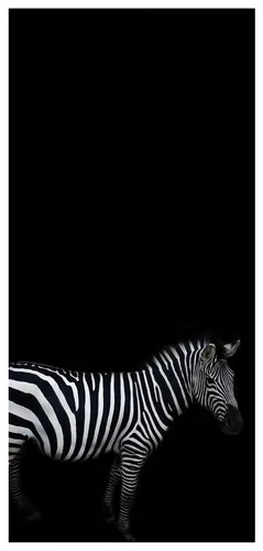 Зебра Обои на телефон зебра, стоящая на черном фоне
