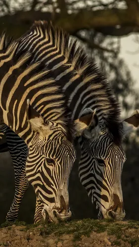Зебра Обои на телефон пара зебр стоят рядом друг с другом