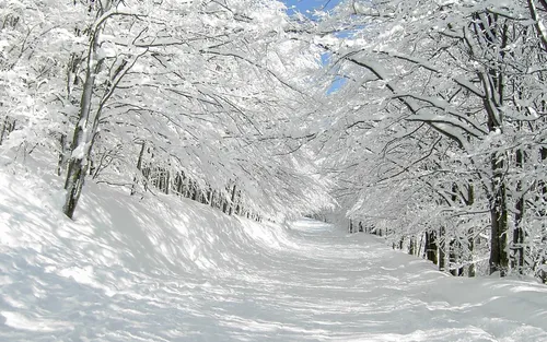 Зимний Пейзаж Обои на телефон заснеженная дорога с деревьями по обе стороны