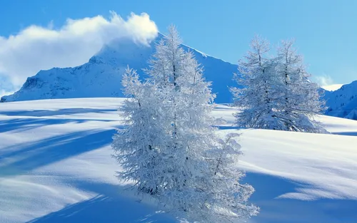 Зимний Пейзаж Обои на телефон группа деревьев в заснеженной местности