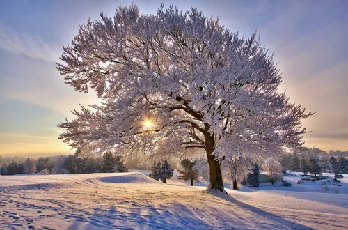 Зимний Пейзаж Обои на телефон дерево в заснеженном поле