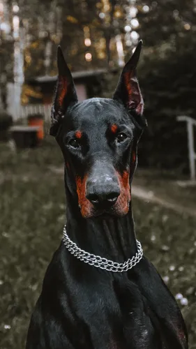 Доберман Фото черная собака с цепочкой на шее