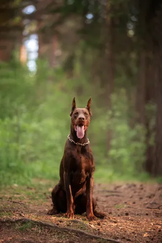 Доберман Фото собака, сидящая на грунтовой дорожке