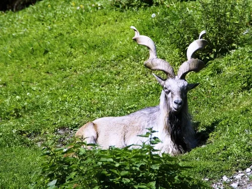 Козерог Обои на телефон коза с рогами, лежащая в траве