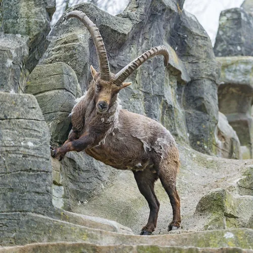 Козерог Обои на телефон рогатое животное, стоящее на скалах