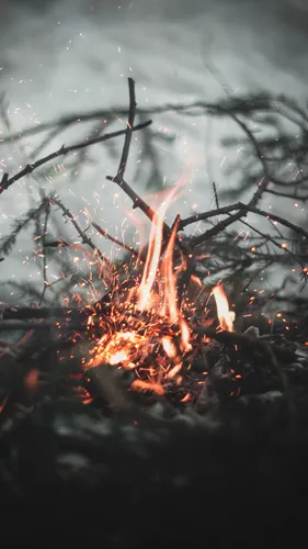 Костер Обои на телефон дерево с огнем