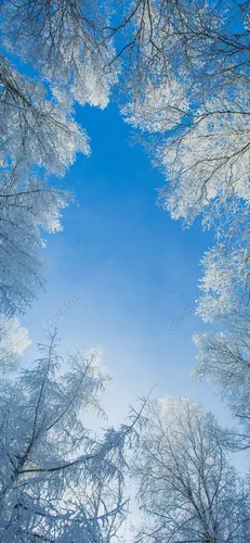 Лед Обои на телефон группа деревьев с голубым небом