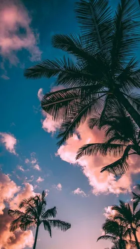 Лето Hd Обои на телефон пальмы под голубым небом