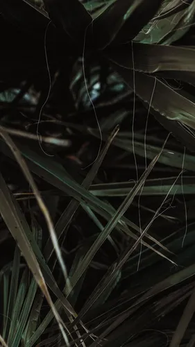 Листья Пальмы Обои на телефон паук в паутине