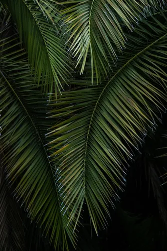 Листья Пальмы Обои на телефон крупный план некоторых пальм