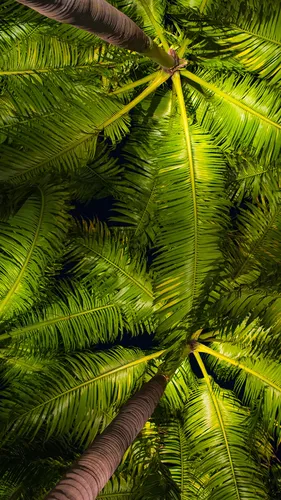 Листья Пальмы Обои на телефон фото на андроид