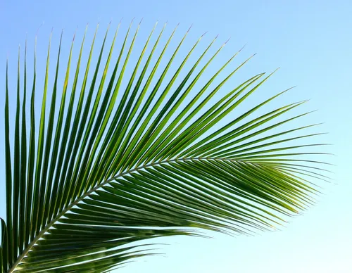 Листья Пальмы Обои на телефон растение крупным планом