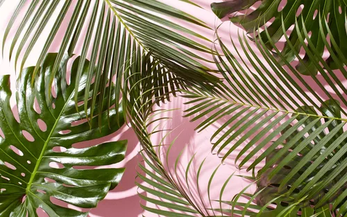 Листья Пальмы Обои на телефон крупный план растения