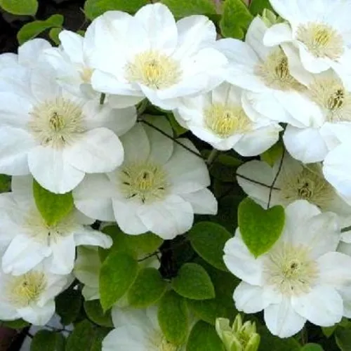 Клематис Фото группа белых цветов