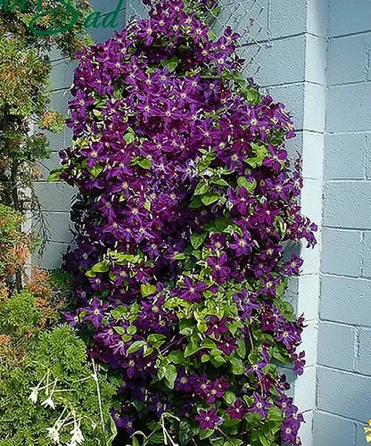 Клематис Фото фиолетовый цветочный куст