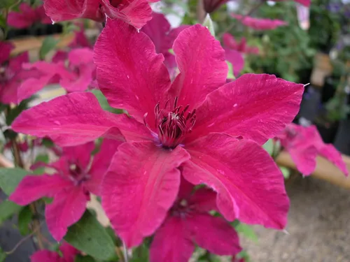Клематис Фото пчела на розовом цветке