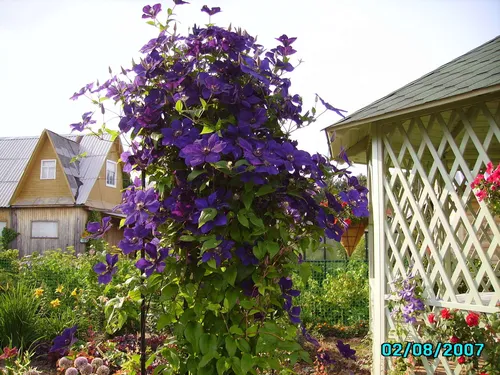 Клематис Фото куст с фиолетовыми цветами перед домом
