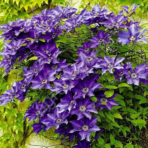 Клематис Фото группа фиолетовых цветов на фоне Сиреневых садов Хульды Клагер
