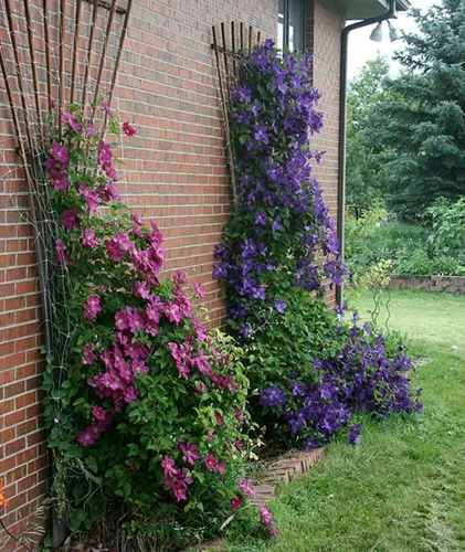 Клематис Фото растение с фиолетовыми цветами