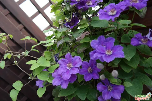 Клематис Фото фиолетовые цветы на растении