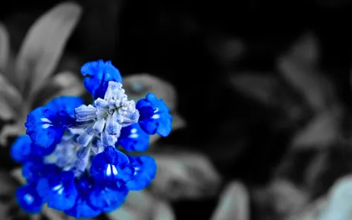Мистика Обои на телефон крупный план синего цветка