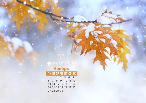 Ноябрь Обои на телефон ветка дерева с оранжевыми листьями