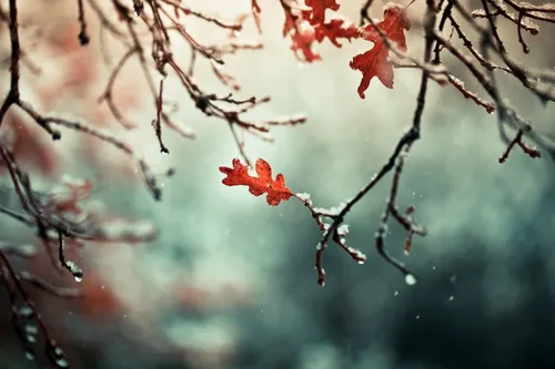 Ноябрь Обои на телефон ветка дерева с красными листьями