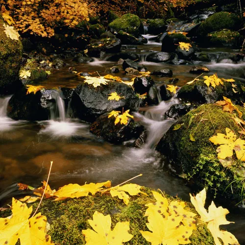 Ноябрь Обои на телефон поток воды, окруженный желтыми и зелеными листьями