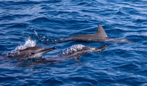 Одесса Обои на телефон группа дельфинов, плавающих в воде